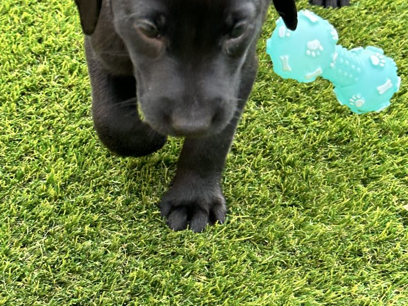 {CATEGORY} - Labrador Retrievers