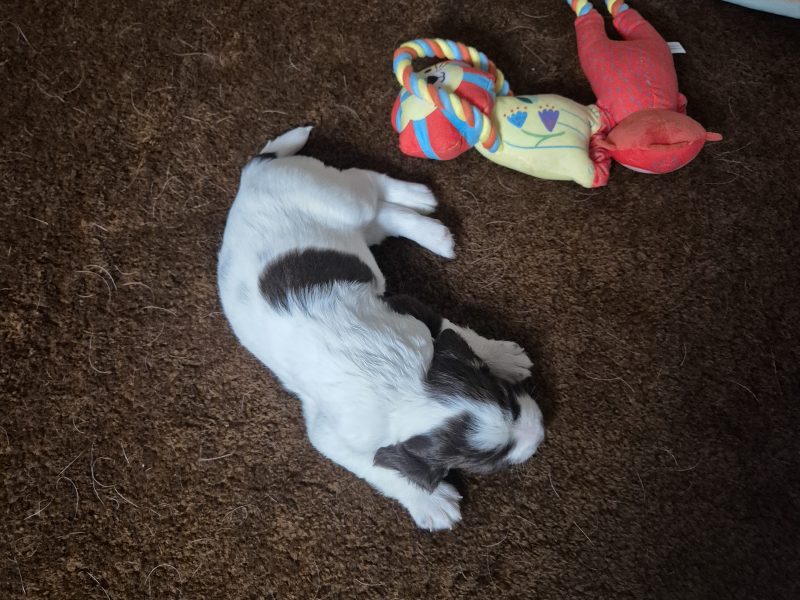 Working English springer spaniel puppies - {CATEGORY} in 