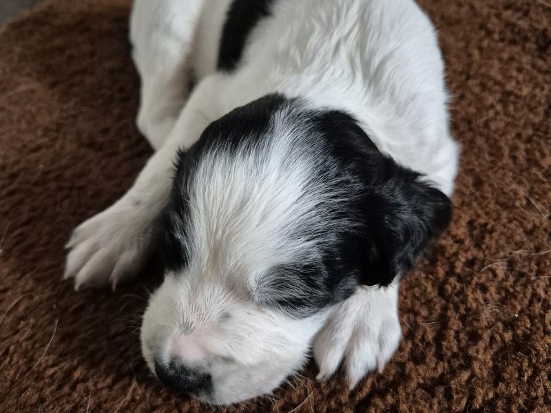 Working English springer spaniel puppies - {CATEGORY}
