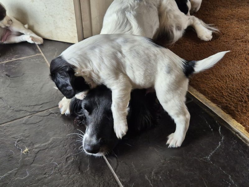 {CATEGORY} - Working English springer spaniel puppies in 