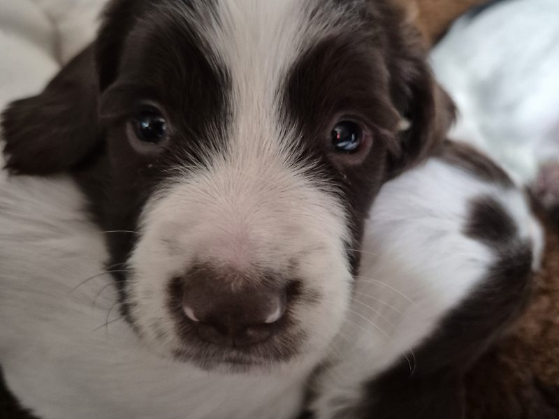 {CATEGORY} - Working English springer spaniel puppies
