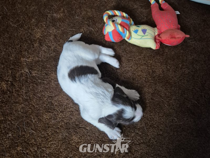 Working English springer spaniel puppies - {CATEGORY} in 