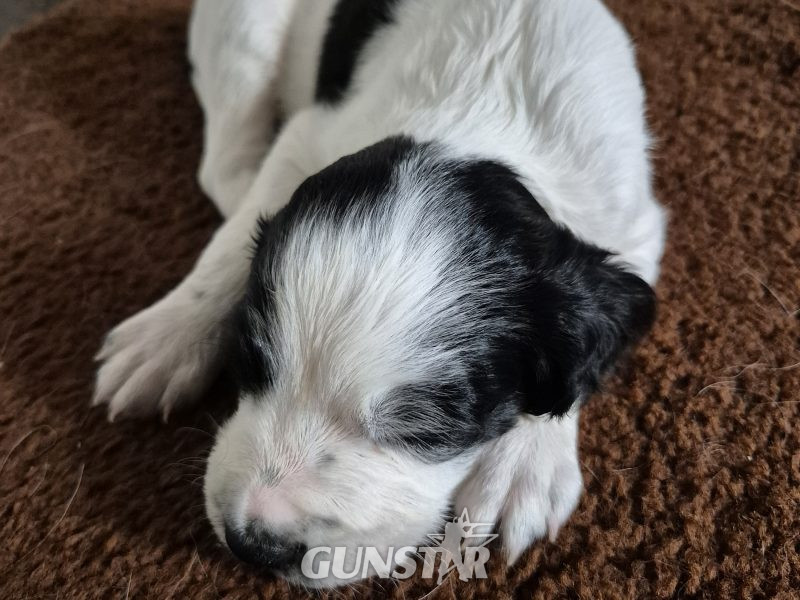Working English springer spaniel puppies - {CATEGORY}