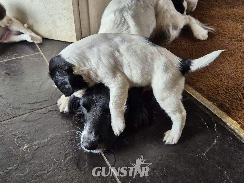 {CATEGORY} - Working English springer spaniel puppies in 