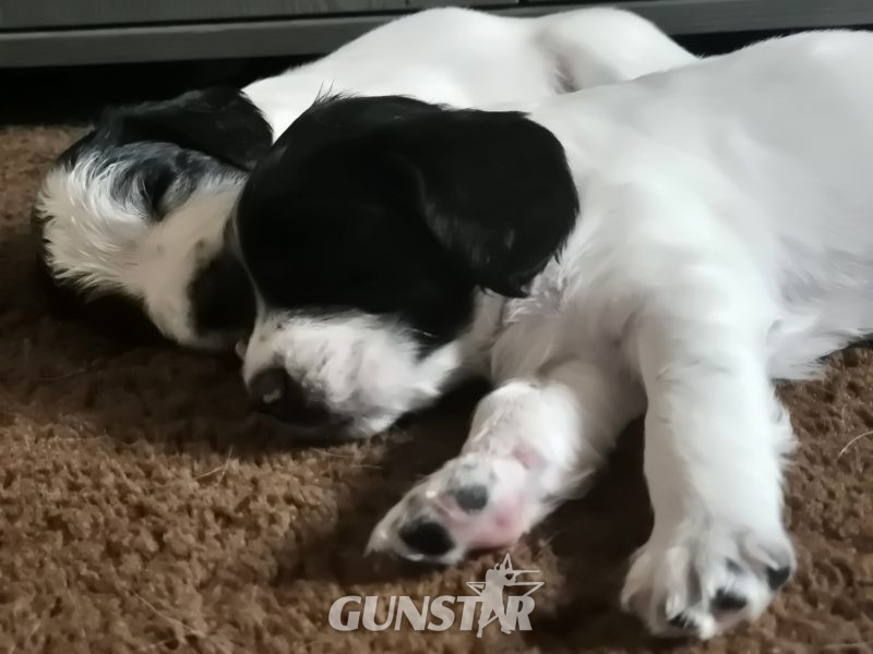 Working English springer spaniel puppies