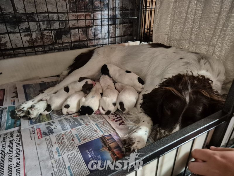 Working English springer spaniel puppies in 