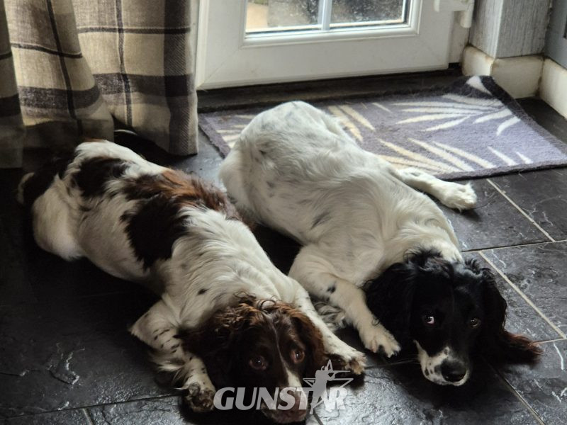 Working English springer spaniel puppies 