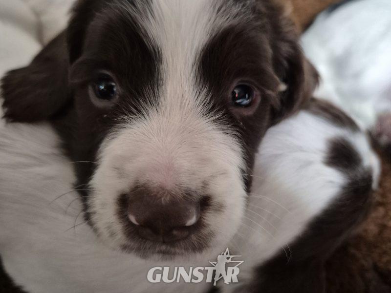 {CATEGORY} - Working English springer spaniel puppies