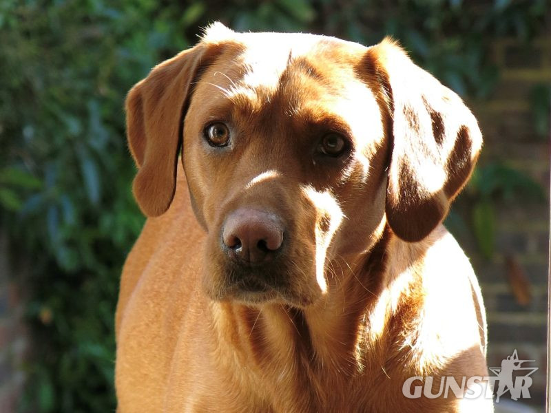Beautiful Pedigree Yellow Labrador Puppies (Fox Red) 