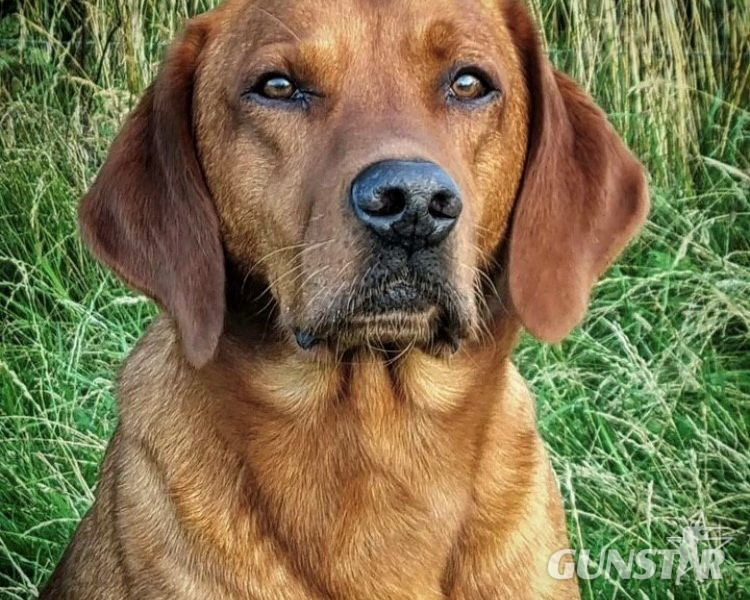 {CATEGORY} - Beautiful Pedigree Yellow Labrador Puppies (Fox Red) in 