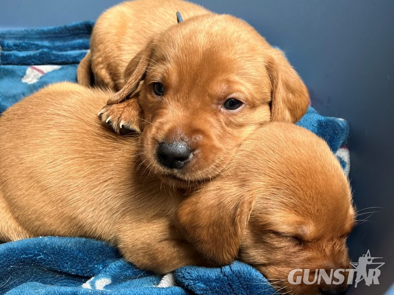  Beautiful Pedigree Yellow Labrador Puppies (Fox Red)