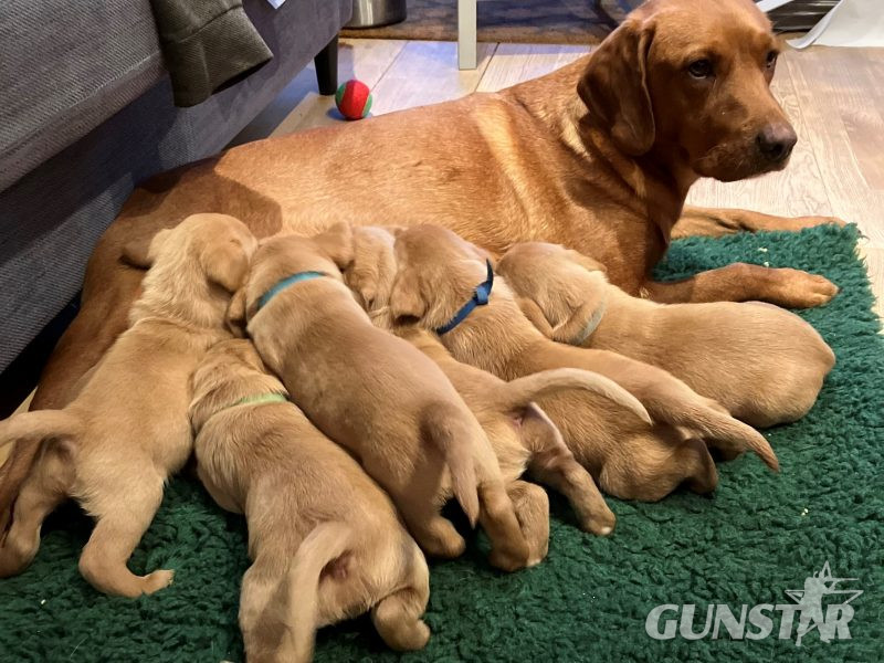 Beautiful Pedigree Yellow Labrador Puppies (Fox Red) - {CATEGORY}