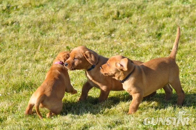 Beautiful Pedigree Yellow Labrador Puppies (Fox Red) in 