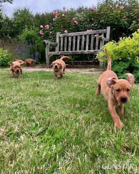 Beautiful Pedigree Yellow Labrador Puppies (Fox Red) - {CATEGORY} in 