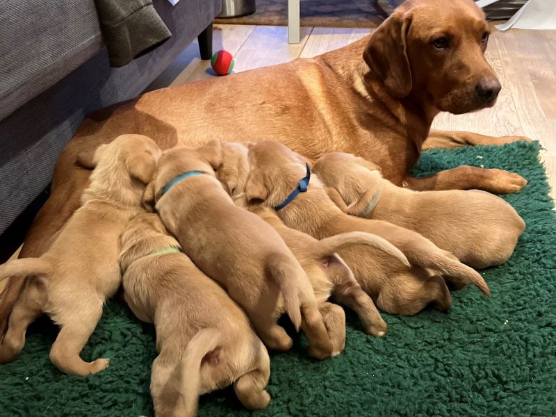 Beautiful Pedigree Yellow Labrador Puppies (Fox Red) - {CATEGORY}