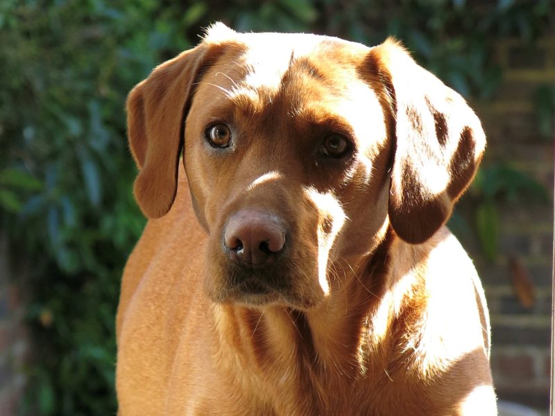 Beautiful Pedigree Yellow Labrador Puppies (Fox Red) 