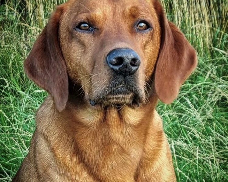 {CATEGORY} - Beautiful Pedigree Yellow Labrador Puppies (Fox Red) in 