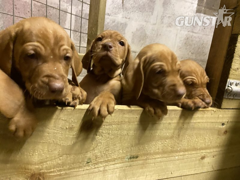 KC Reg Hungarian Vizsla Pups in 