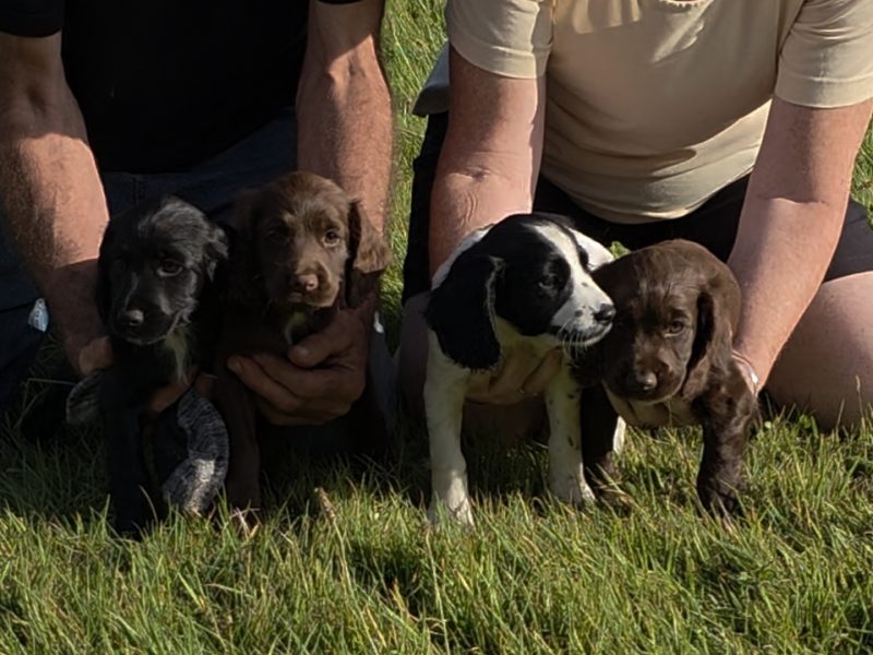 well bred working cocker spaniel pups for sale KC registered ALL SOLD - {CATEGORY} in 