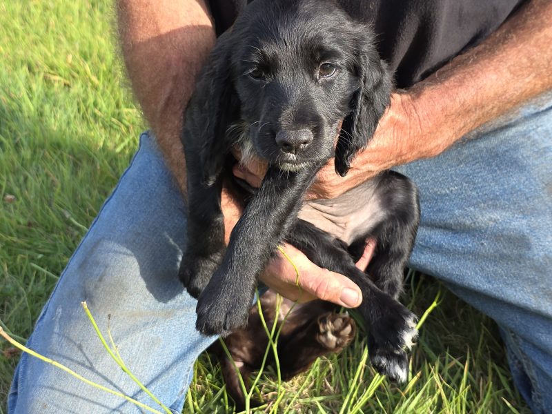 well bred working cocker spaniel pups for sale KC registered ALL SOLD - {CATEGORY}