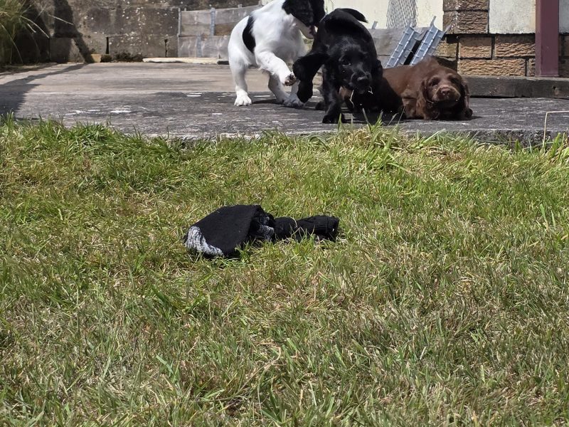 well bred working cocker spaniel pups for sale KC registered ALL SOLD 