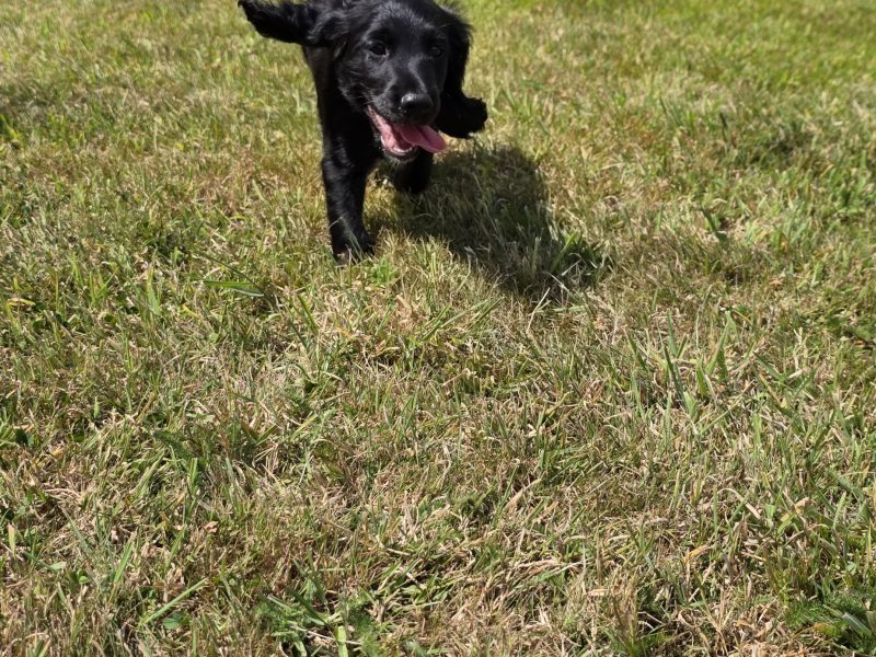 {CATEGORY} - well bred working cocker spaniel pups for sale KC registered ALL SOLD in 