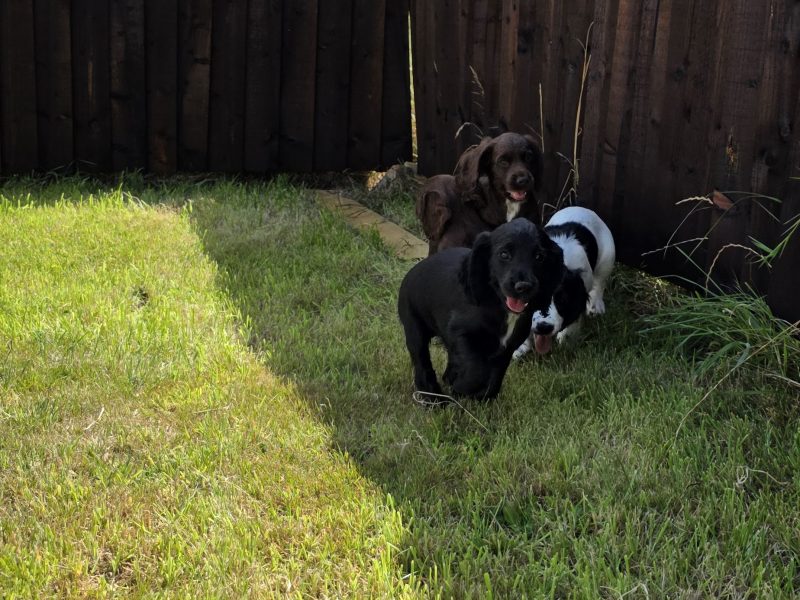 {CATEGORY} - well bred working cocker spaniel pups for sale KC registered ALL SOLD
