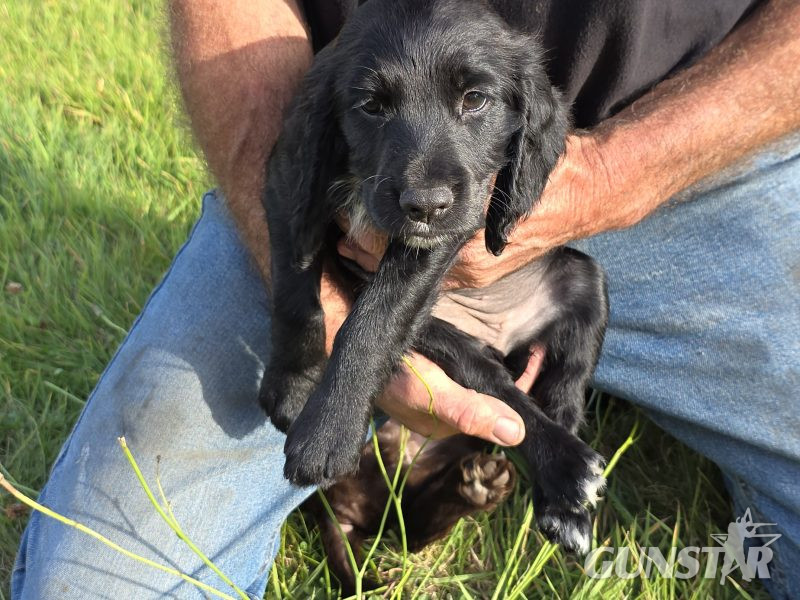 well bred working cocker spaniel pups for sale KC registered ALL SOLD - {CATEGORY}