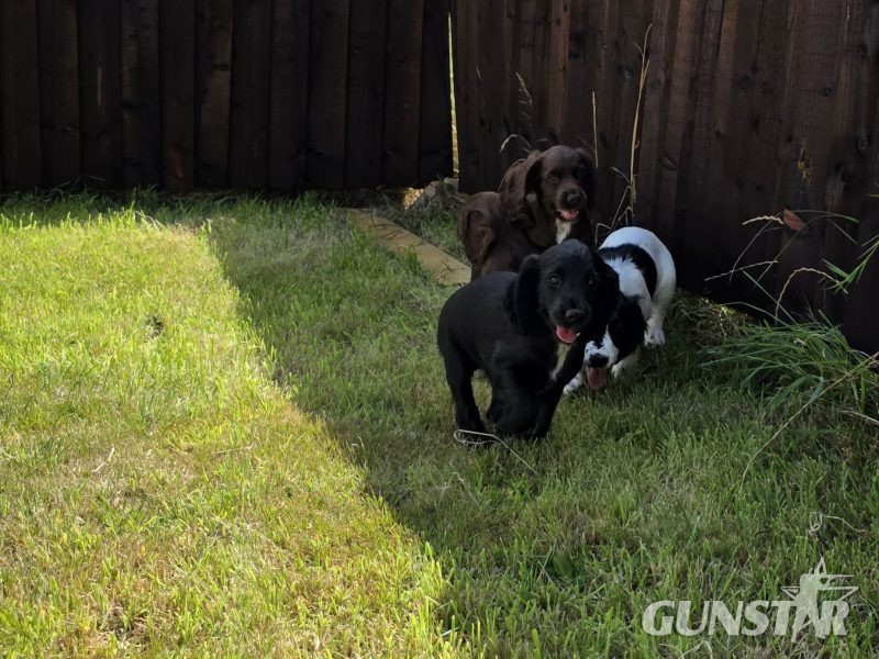{CATEGORY} - well bred working cocker spaniel pups for sale KC registered ALL SOLD