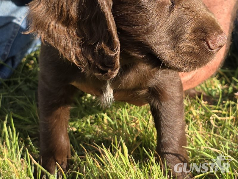 well bred working cocker spaniel pups for sale KC registered ALL SOLD