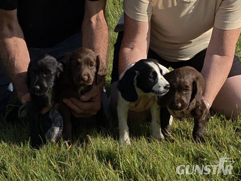 well bred working cocker spaniel pups for sale KC registered ALL SOLD - {CATEGORY} in 