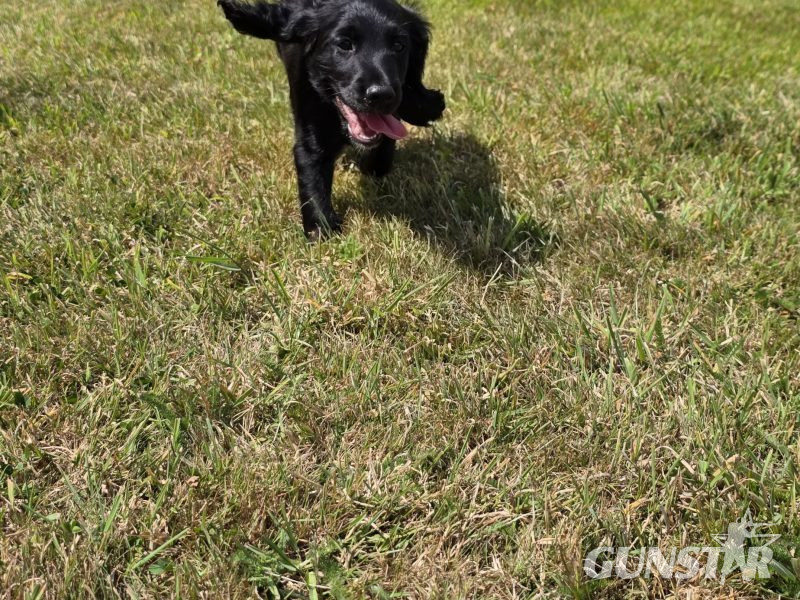 {CATEGORY} - well bred working cocker spaniel pups for sale KC registered ALL SOLD in 