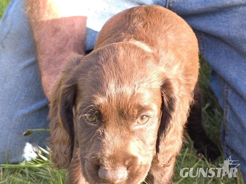 well bred working cocker spaniel pups for sale KC registered ALL SOLD in 