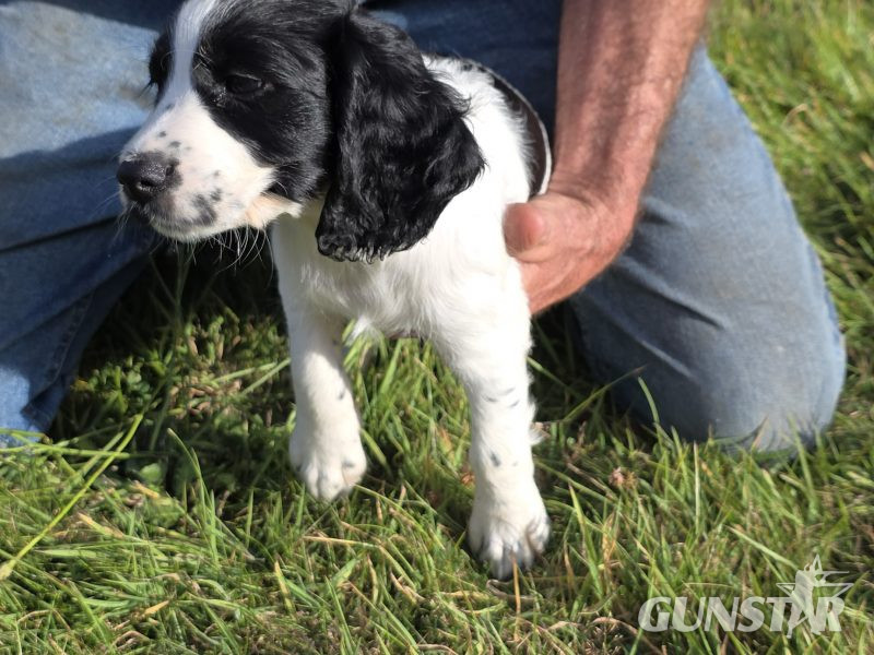  well bred working cocker spaniel pups for sale KC registered ALL SOLD