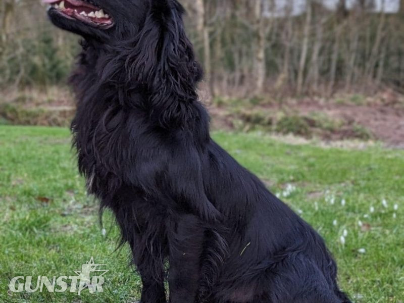 KC Registered working cocker pups, working parents (both health tested), FTCH Lines.