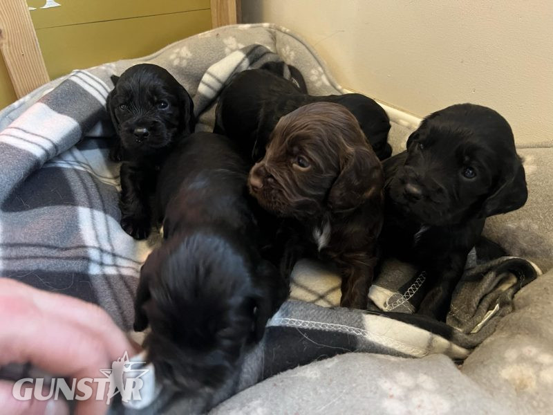  KC Registered working cocker pups, working parents (both health tested), FTCH Lines.