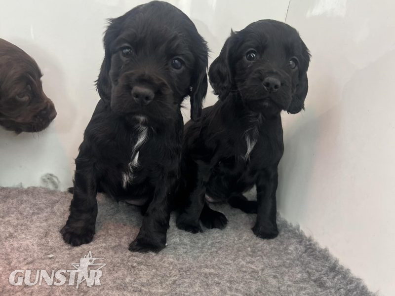 KC Registered working cocker pups, working parents (both health tested), FTCH Lines. - {CATEGORY}