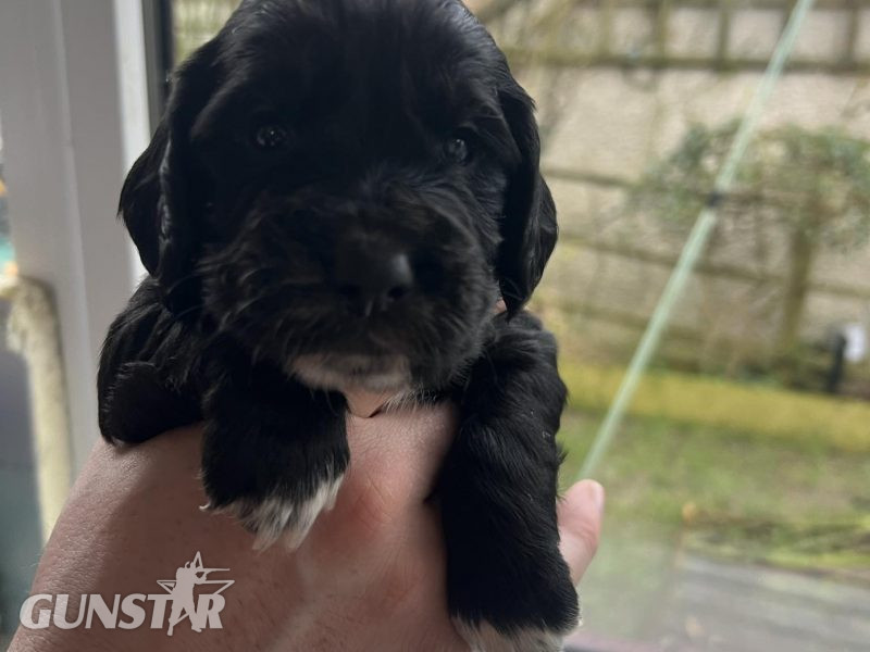 {CATEGORY} - KC Registered working cocker pups, working parents (both health tested), FTCH Lines. in 