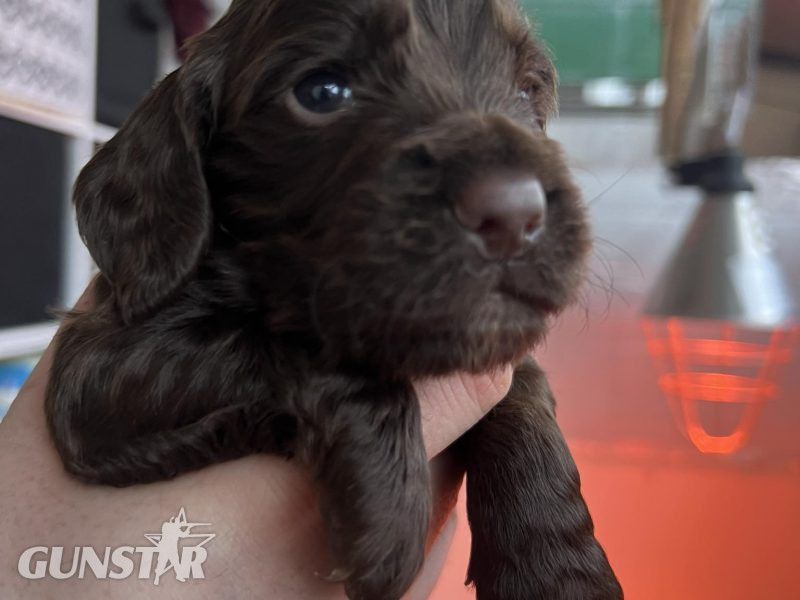 KC Registered working cocker pups, working parents (both health tested), FTCH Lines. - {CATEGORY} in 