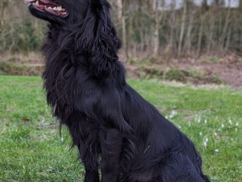 KC Registered working cocker pups, working parents (both health tested), FTCH Lines.