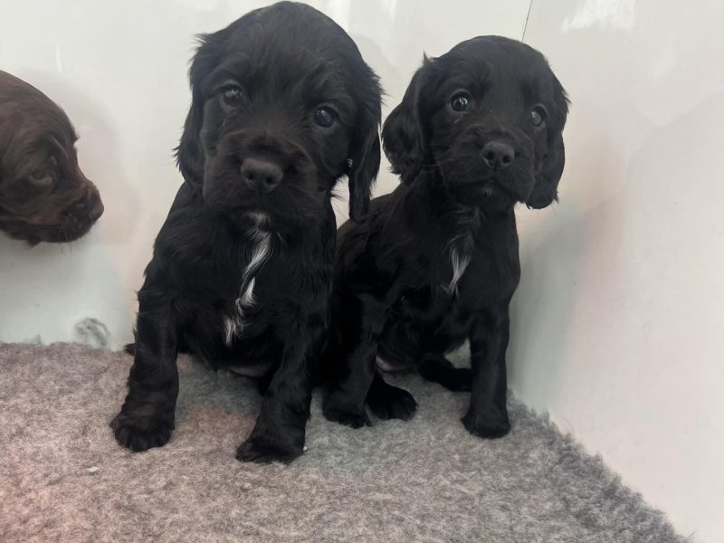 KC Registered working cocker pups, working parents (both health tested), FTCH Lines. - {CATEGORY}