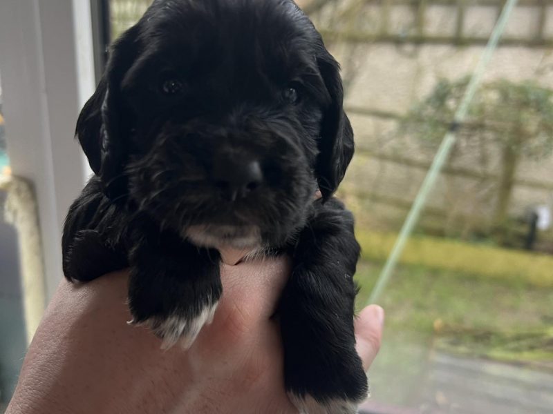 {CATEGORY} - KC Registered working cocker pups, working parents (both health tested), FTCH Lines. in 