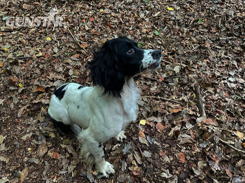  Kc reg ess trained bitch 2/half years