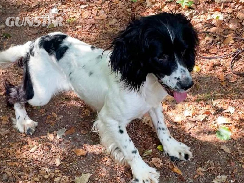 Kc reg ess trained bitch 2/half years - {CATEGORY} in 