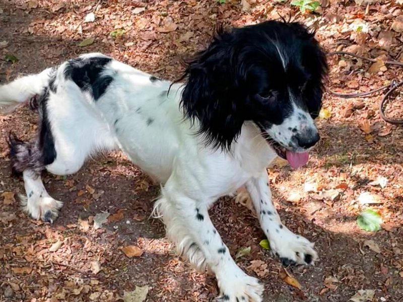Kc reg ess trained bitch 2/half years - {CATEGORY} in 