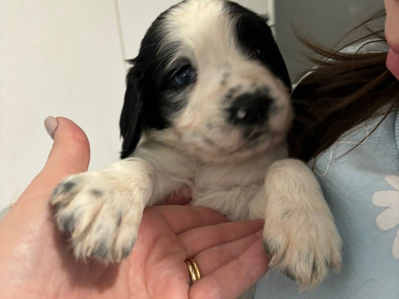 Springer Spaniel Puppies for sale. 1 boy 4 Girls ready early May. Both Parents can be seen as they are dogs.