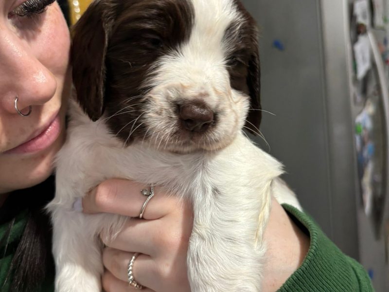 Springer Spaniel Puppies for sale. 1 boy 4 Girls ready early May. Both Parents can be seen as they are dogs. - {CATEGORY} in 