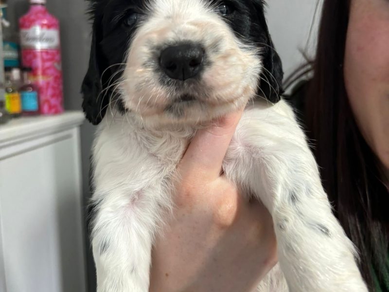 Springer Spaniel Puppies for sale. 1 boy 4 Girls ready early May. Both Parents can be seen as they are dogs. - {CATEGORY}