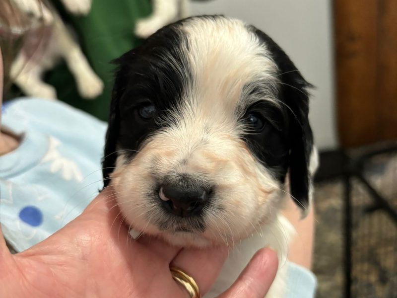 Springer Spaniel Puppies for sale. 1 boy 4 Girls ready early May. Both Parents can be seen as they are dogs. 