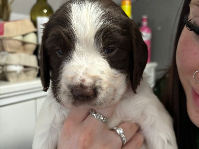 {CATEGORY} - Springer Spaniel Puppies for sale. 1 boy 4 Girls ready early May. Both Parents can be seen as they are dogs. in 